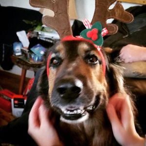 German shepherd dog in christmas antlers