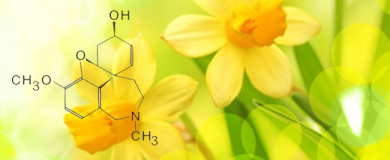 Daffodils used in pharmacy