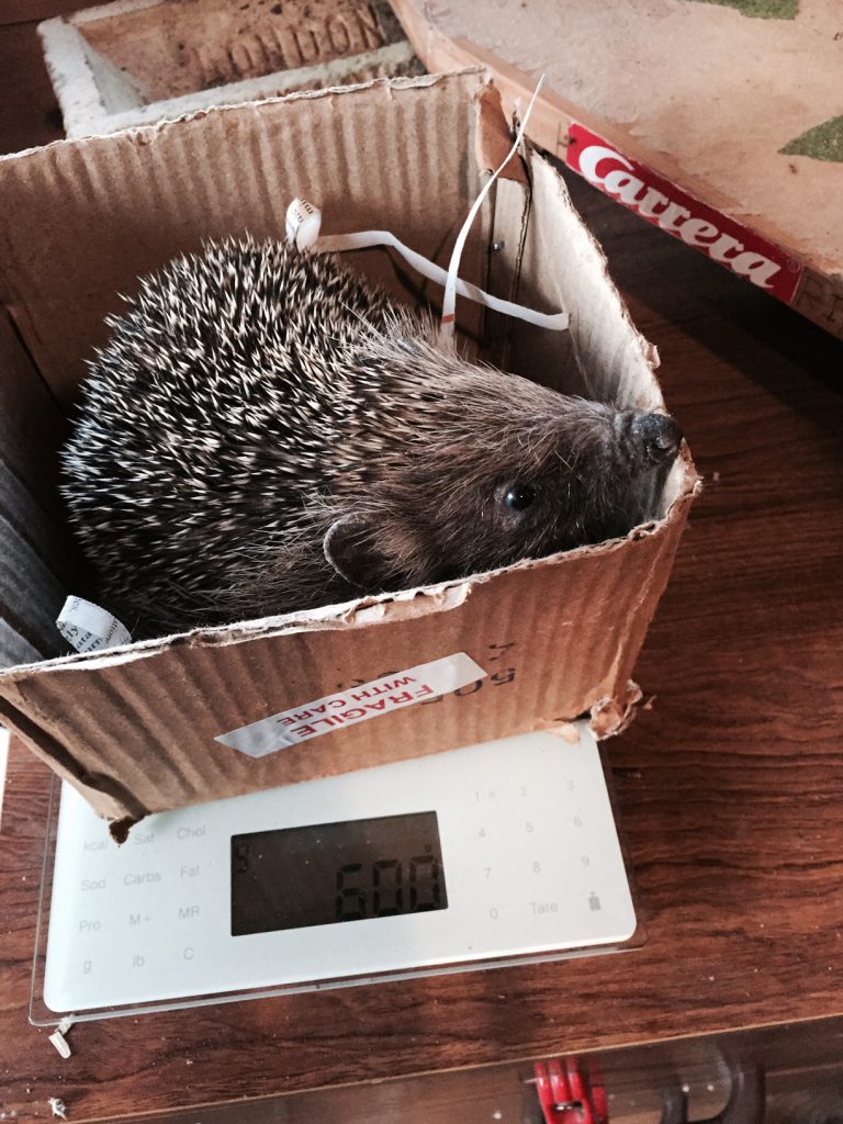 Baby hedgehog on scales