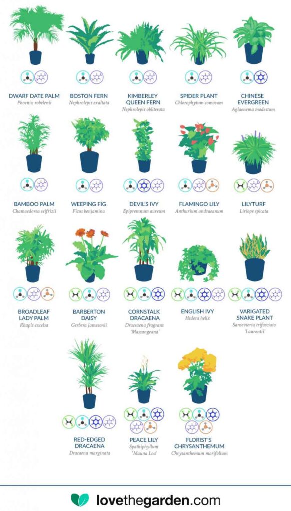 NASA guide to air quality improvements by house plants