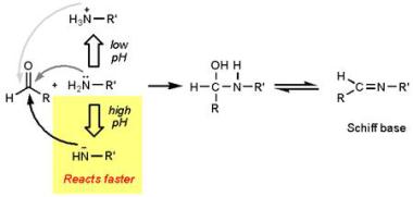 raisign pH for Maillard reaction