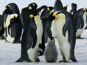 World Penguin day 2021 Emperor penguins