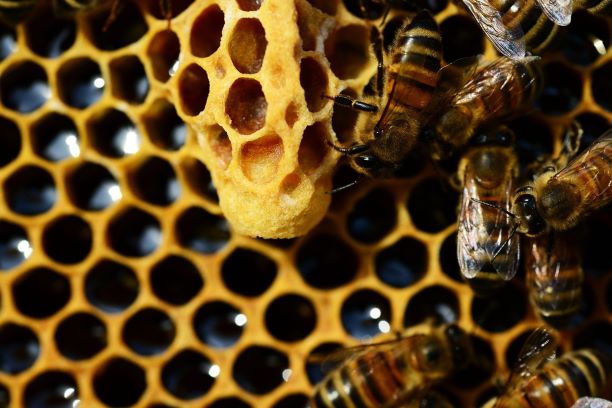 What's happening in the world of the honeybee? Scientists work on bee immune systems give evidence that a means of vaccination may be possible.