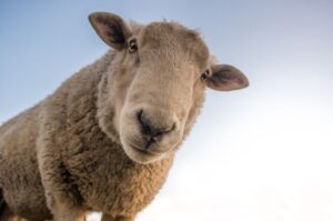 Sheep are herbivores that make their own vitamin B12 and folate