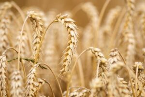 barley grains