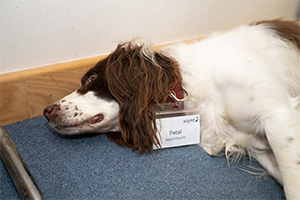 Petal - head of security at Asynt Ltd