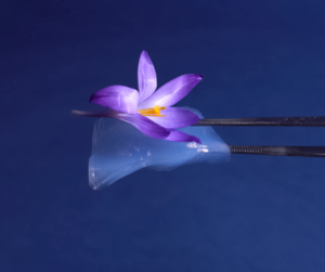 Flower resting on Aerogel held by Tweezers