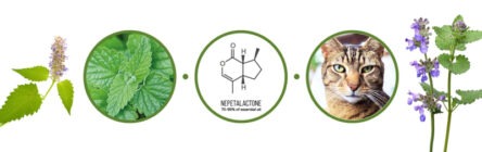 The chemistry of catnip - Asynt chemistry blog